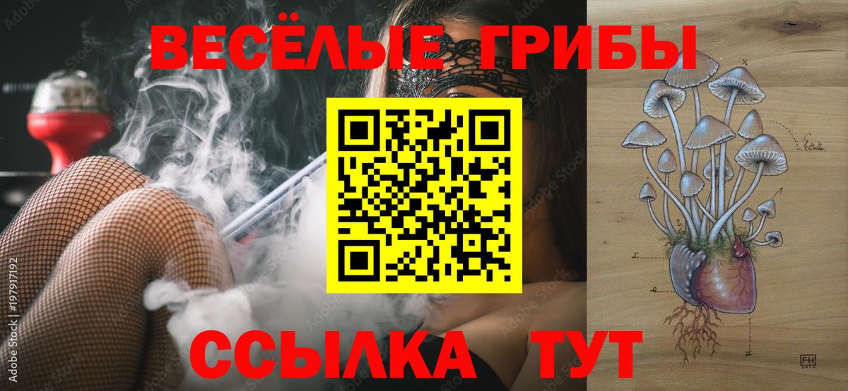 Псилоцибиновые грибы Psilocybe Кизилюрт